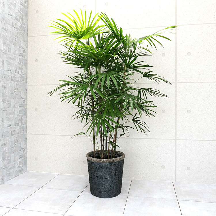 棕櫚竹　シュロチク　165cm  10号鉢　観葉植物　グリーンインテリア