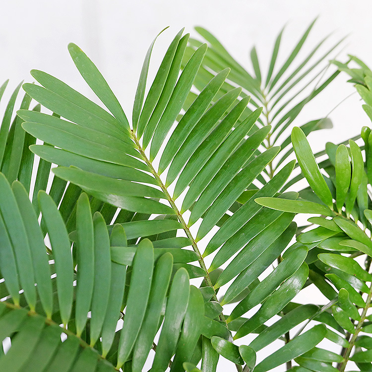 ザミア フロリダーナ 陶器鉢植え プチトール 観葉植物と植木鉢の専門店cocolate