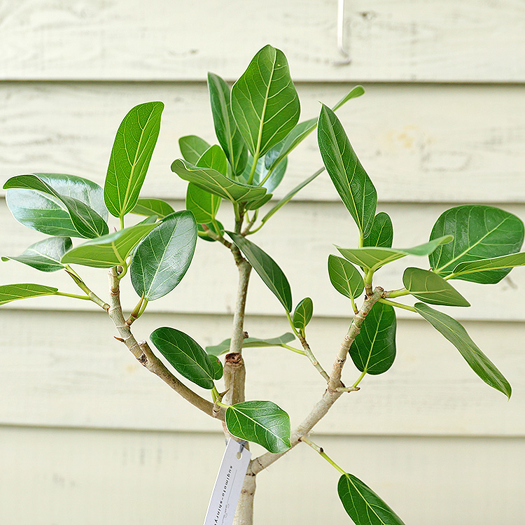 フィカス ベンガレンシス シリンダーポット 観葉植物と植木鉢の専門店cocolate