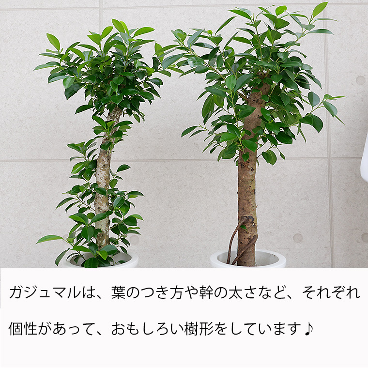 ガジュマル　樹脂製鉢植え（12AH22）