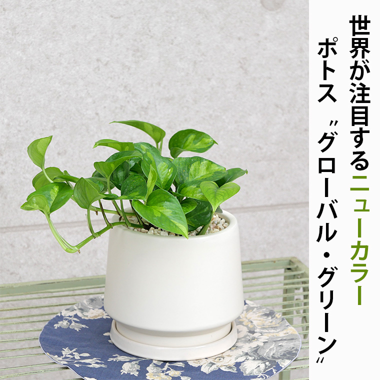 ポトス グローバルグリーン 陶器鉢植え Sサイズ マットシリーズ モルティ 観葉植物と植木鉢の専門店cocolate