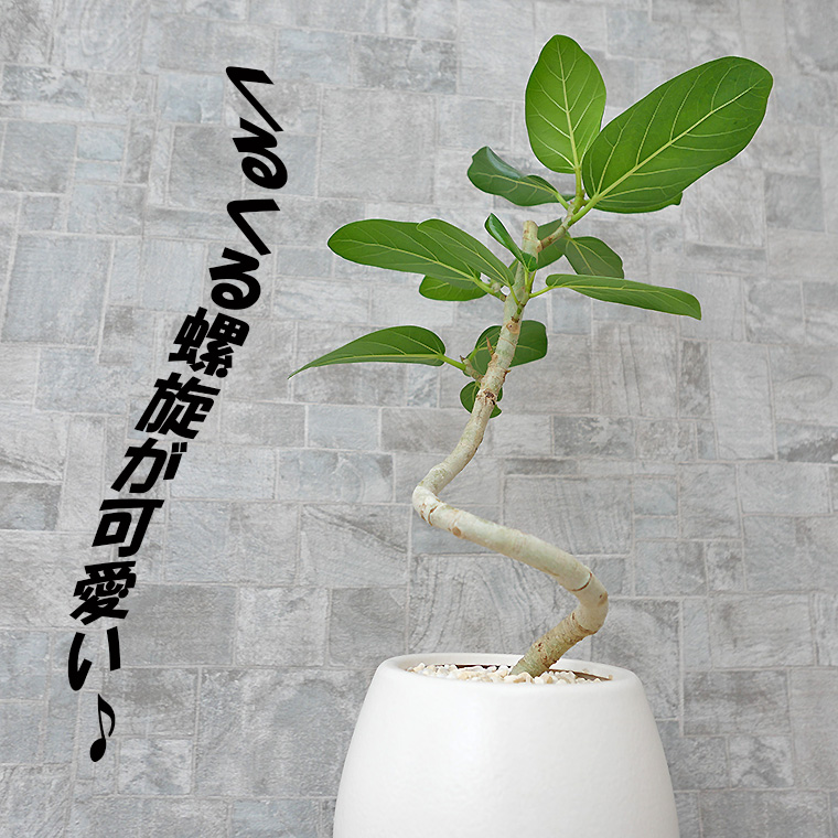 フィカス ベンガレンシス らせん仕立て 陶器鉢植え Sサイズ マットシリーズ ムーン 観葉植物と植木鉢の専門店cocolate