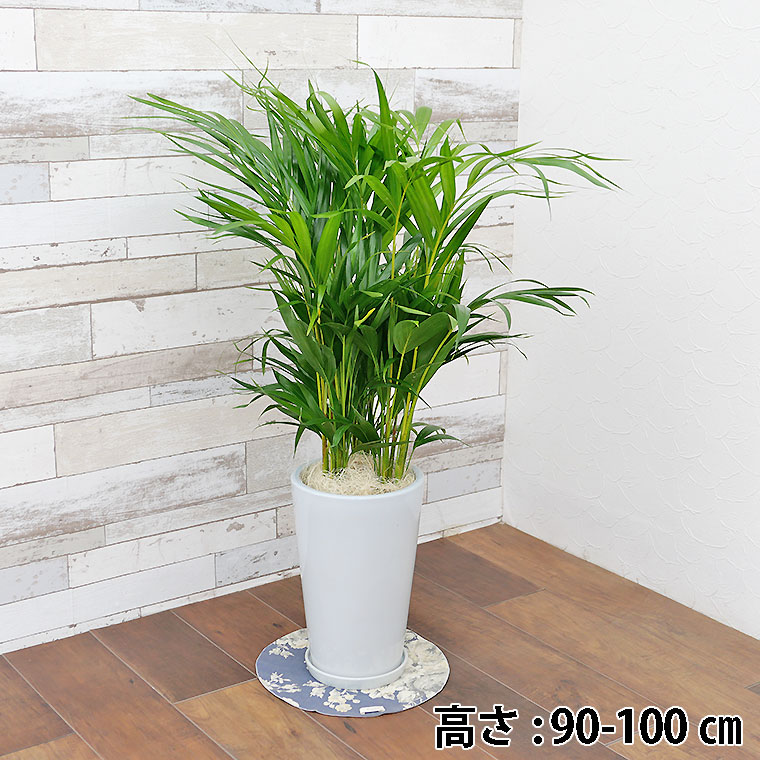 スーパーアレカヤシ 陶器鉢植え・Mサイズ（ラウンド） 観葉植物と植木鉢の専門店cocolate