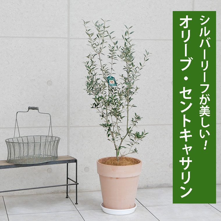 オリーブ セントキャサリン テラコッタ鉢植え 観葉植物と植木鉢の専門店cocolate