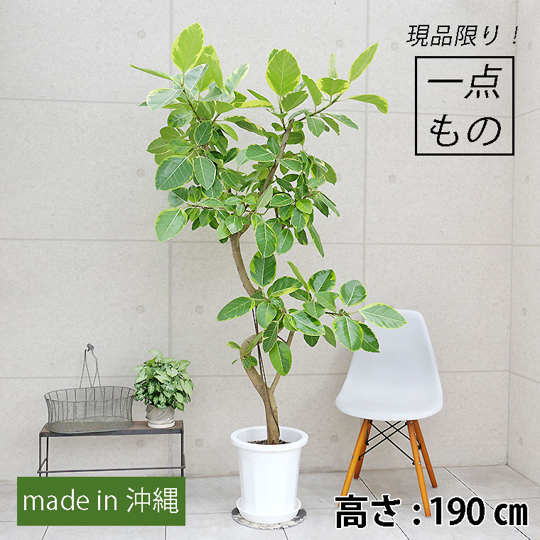 フィカス・アルテシーマ-040 10号鉢 観葉植物と植木鉢の専門店cocolate