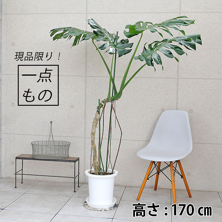 根上がり モンステラ デリシオーサ 陶器鉢 植え込み-