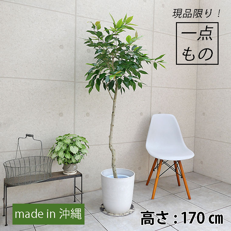 室内用植物(置物で本物の植物ではありません) - 東京都の家具