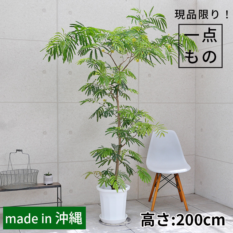 ネムノキ・エバーフレッシュ-033 10号鉢 観葉植物と植木鉢の専門店cocolate