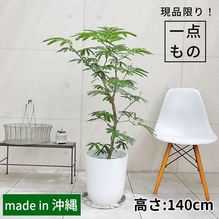 ネムノキ・エバーフレッシュ-034 8号鉢 観葉植物と植木鉢の専門店cocolate