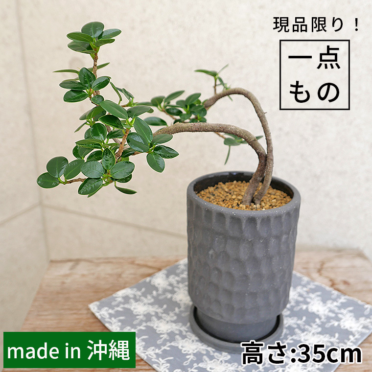 パンダガジュマル（盆栽仕立て）-028 陶器鉢植え（エッジ バレット/黒） 観葉植物と植木鉢の専門店cocolate