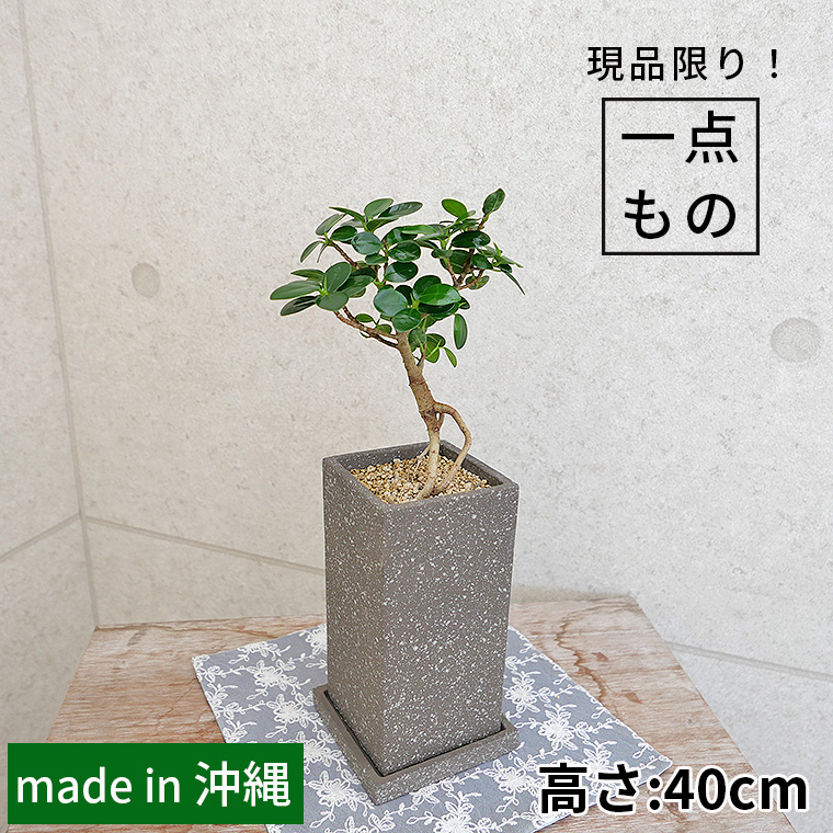 パンダガジュマル（盆栽仕立て）-029 陶器鉢植え 観葉植物と植木鉢の専門店cocolate