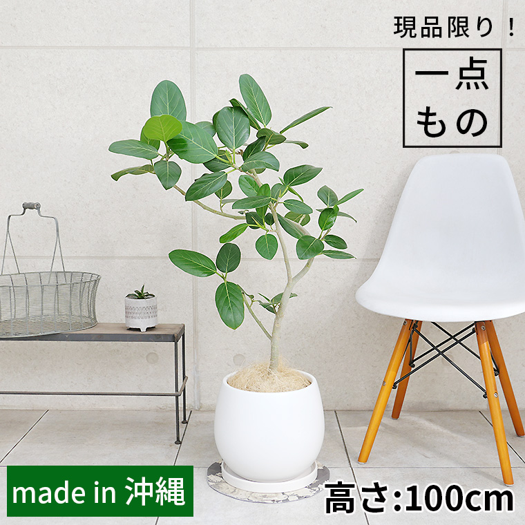 フィカス・ベンガレンシス-123　陶器鉢植え・Lサイズ（マットシリーズ/ムーン）