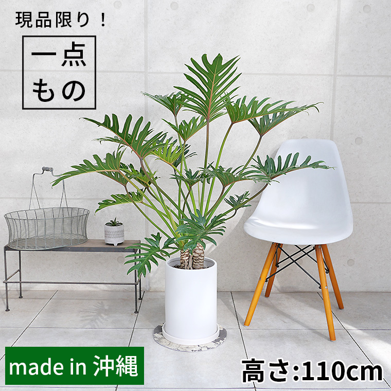 クッカバラ（フィロデンドロン・ジャイアントザナドゥー）-001　陶器鉢植え・Ｌサイズ（マットシリーズ/ロングシリンダー）