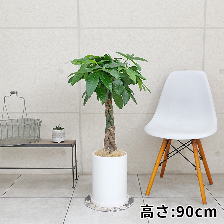 パキラ　陶器鉢植え・Ｌサイズ（マットシリーズ/ロングシリンダー）