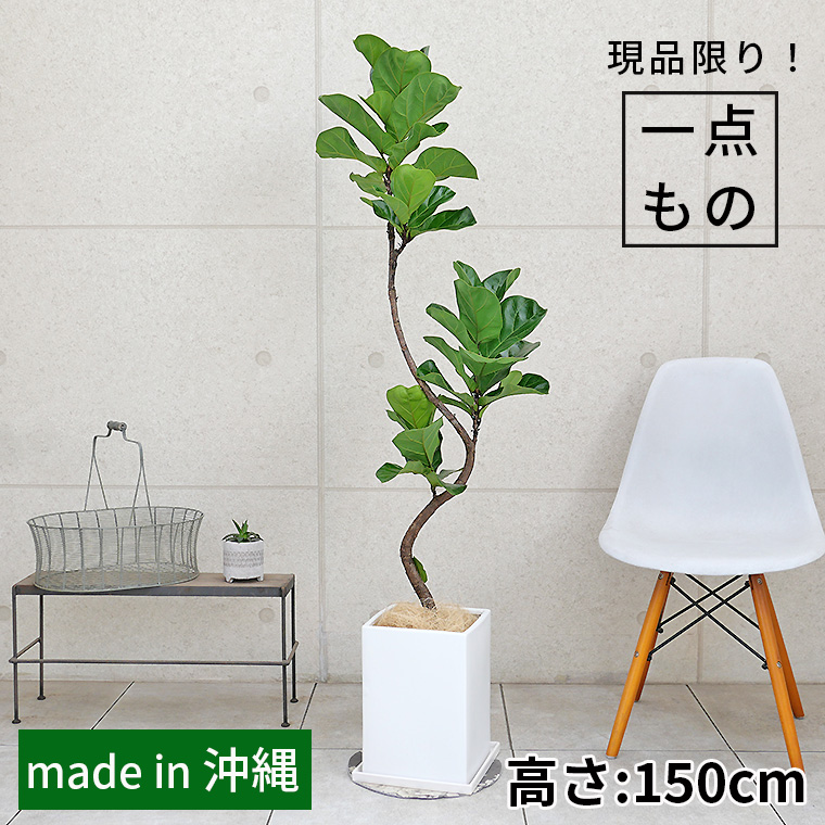 カシワバゴム・バンビーノ（フィカス・リラータ）-017　陶器鉢植え・Ｌサイズ（マットシリーズ/プリズム）