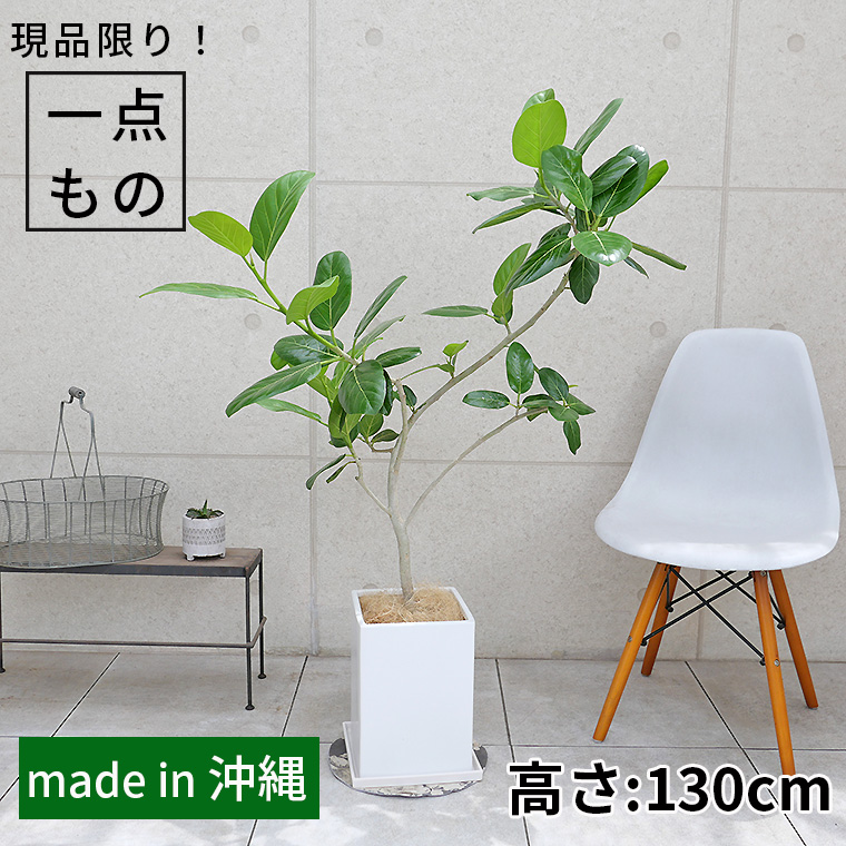 フィカス・ベンガレンシス-126　陶器鉢植え・Lサイズ（マットシリーズ/プリズム）