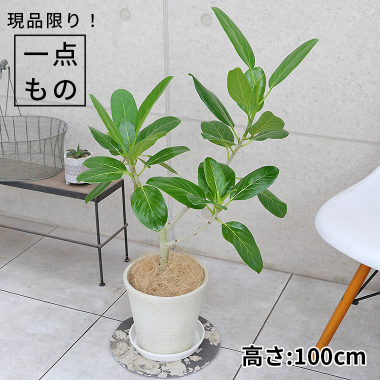 フィカス・ベンガレンシス-127　鉢植え・Ｍサイズ（ロンド/コニック）