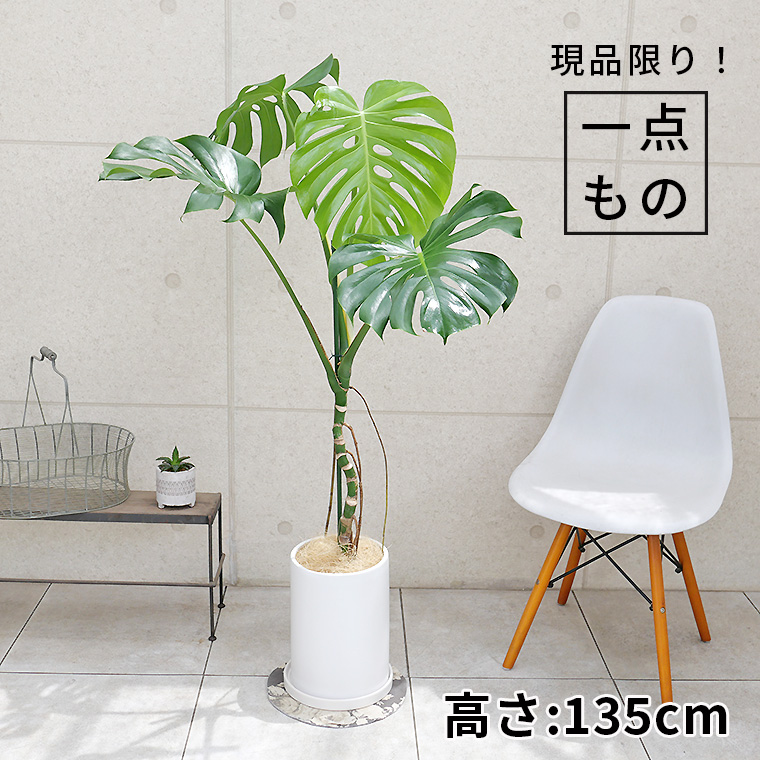 モンステラ　幹上がり-011　陶器鉢植え・Ｌサイズ（マットシリーズ/ロングシリンダー）