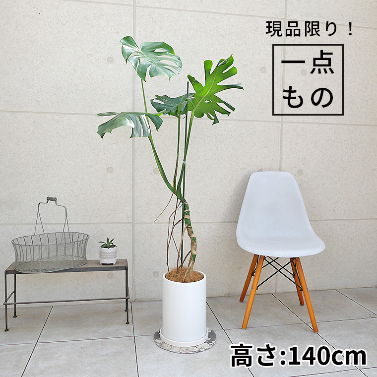 モンステラ 幹上がり-013 陶器鉢植え・Ｌサイズ（マットシリーズ/ロングシリンダー） 観葉植物と植木鉢の専門店cocolate