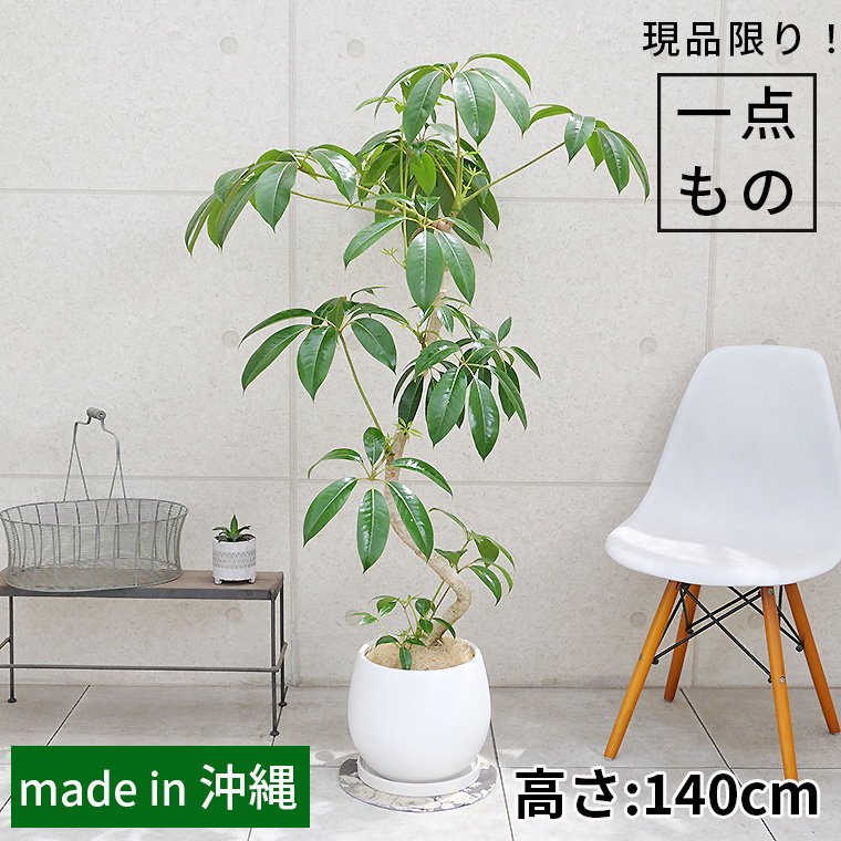 ツピダンサス-022　陶器鉢植え・Lサイズ（マットシリーズ/ムーン）