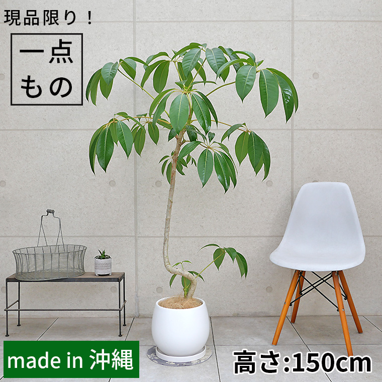 ツピダンサス-024 陶器鉢植え・Lサイズ（マットシリーズ/ムーン） 観葉植物と植木鉢の専門店cocolate