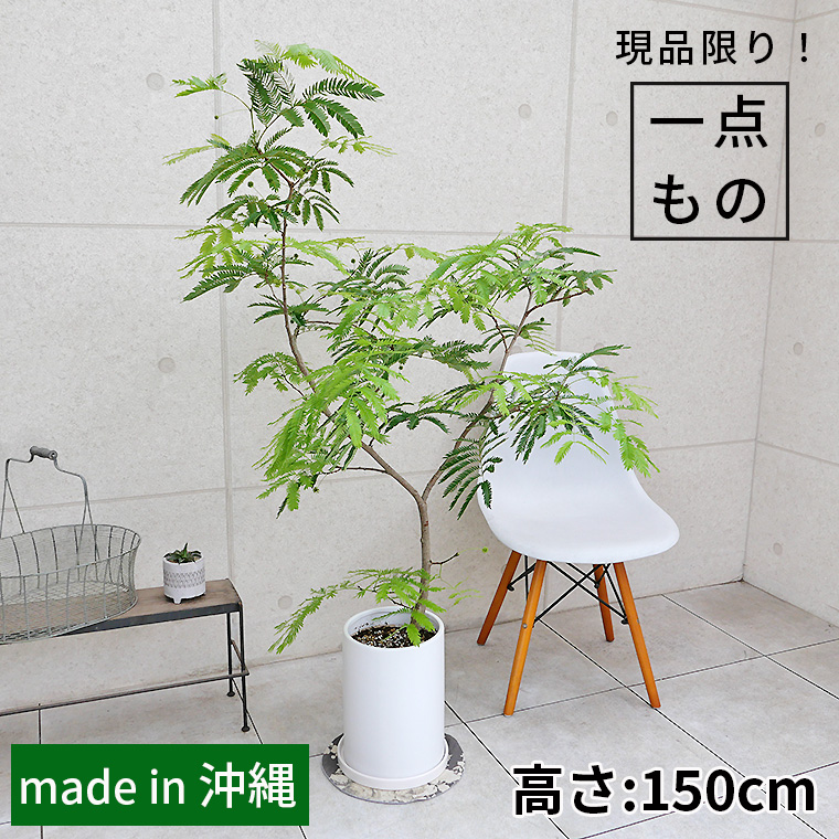 ネムノキ・エバーフレッシュ-037　陶器鉢植え・Ｌサイズ（マットシリーズ/ロングシリンダー）