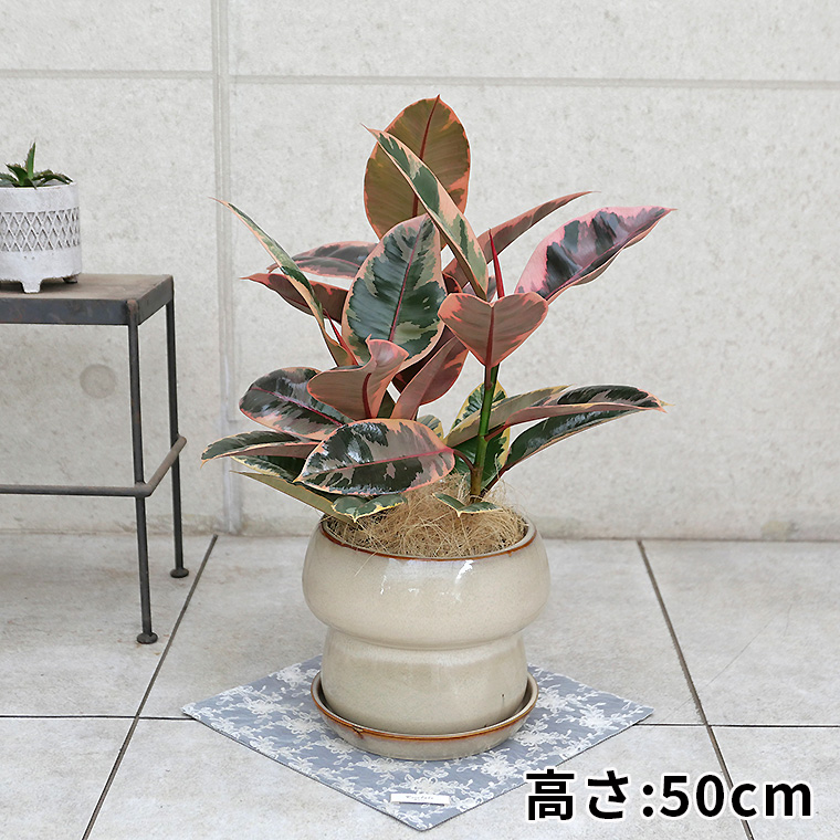 フィカス・ルビー　陶器鉢植え・Mサイズ（マッシュ）