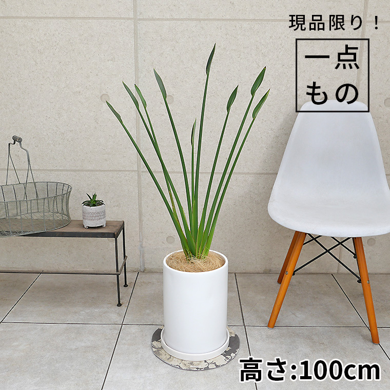 ストレチア・ノンリーフ-003　陶器鉢植え・Ｌサイズ（マットシリーズ/ロングシリンダー）