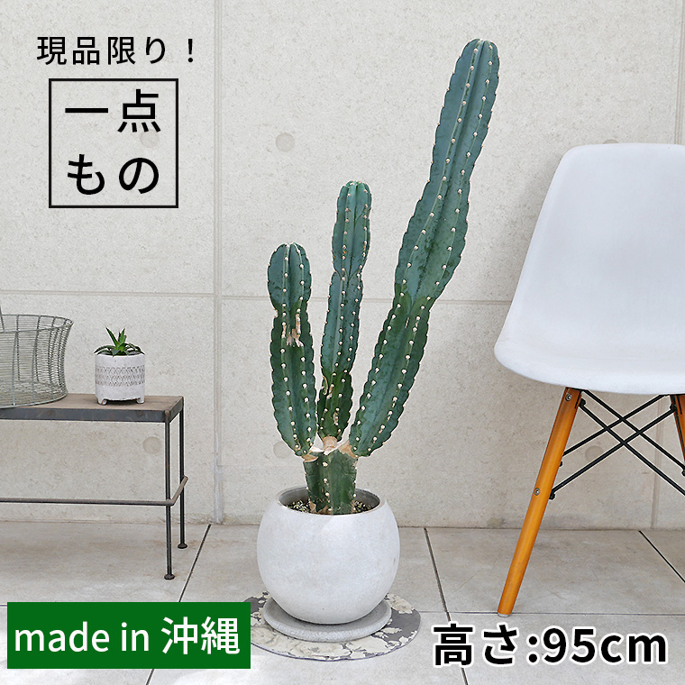 ハシラサボテン・ブランチ-001　陶器鉢植え