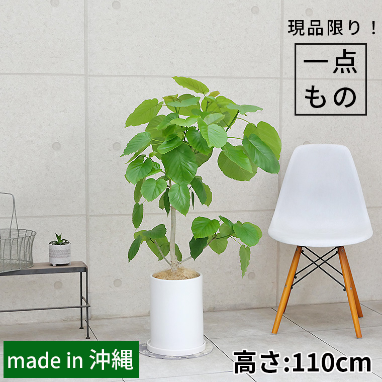 フィカス・ウンベラータ-132　陶器鉢植え・Ｌサイズ（マットシリーズ/ロングシリンダー）