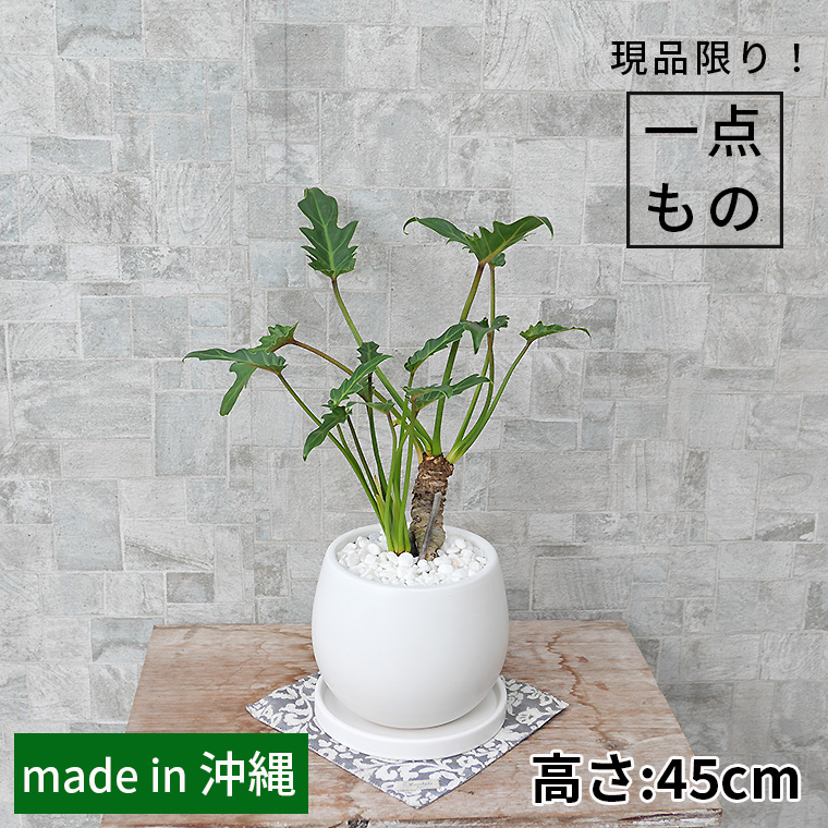 クッカバラ（フィロデンドロン・ザナドゥー）-007　陶器鉢植え・Mサイズ（マットシリーズ/ムーン）