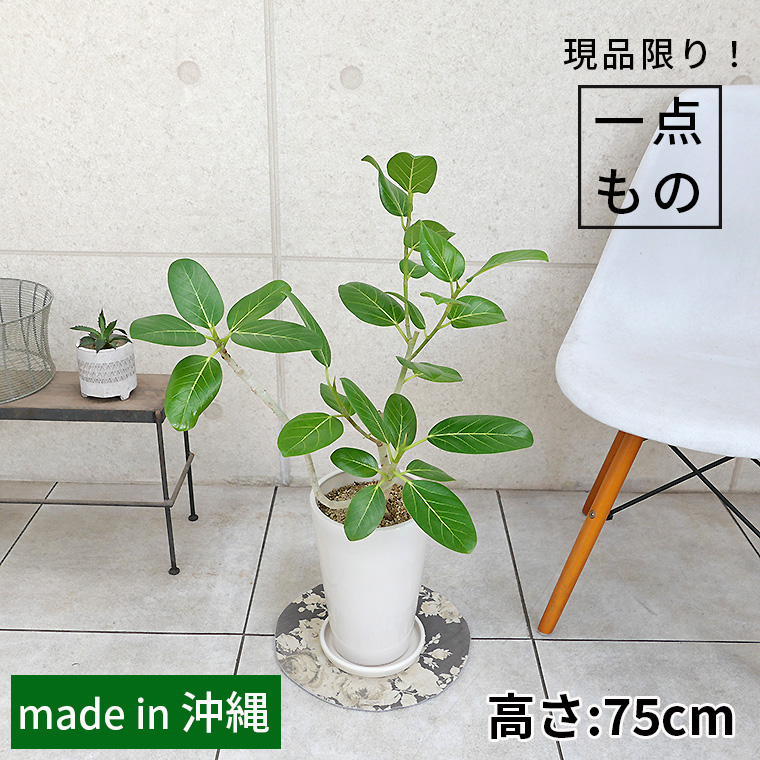 フィカス・ベンガレンシス-128　陶器鉢植え