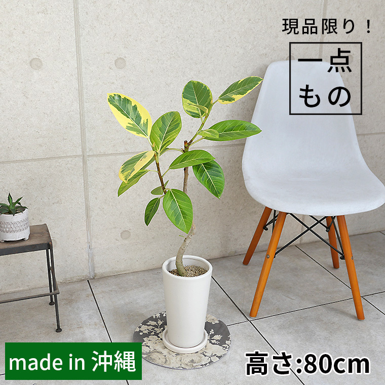 フィカス・アルテシーマ-049　陶器鉢植え