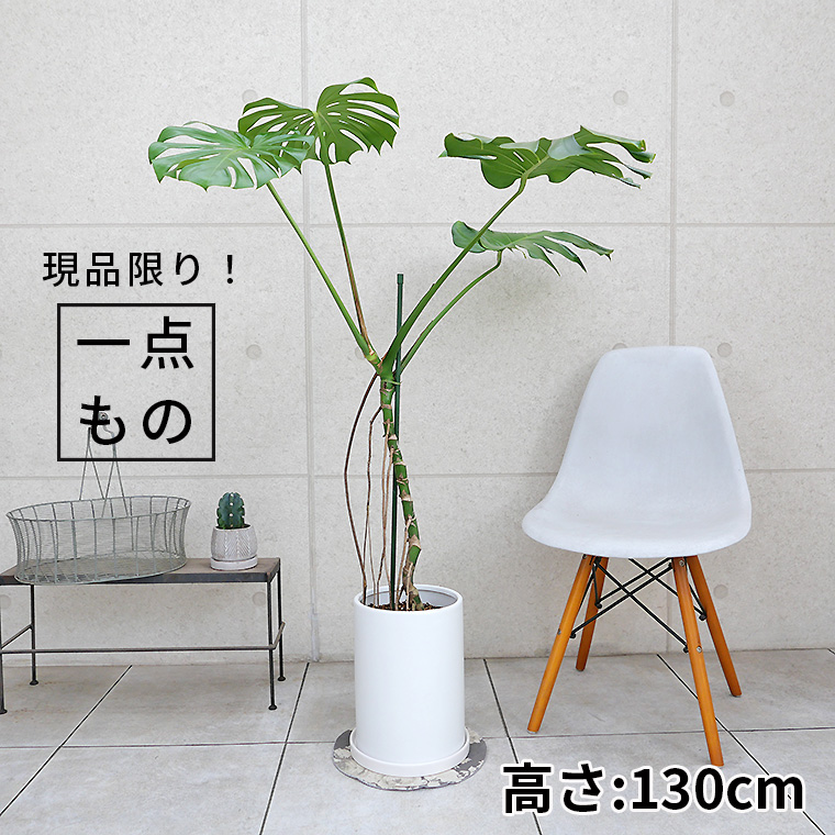 モンステラ　幹上がり-016　陶器鉢植え・Ｌサイズ（マットシリーズ/ロングシリンダー）