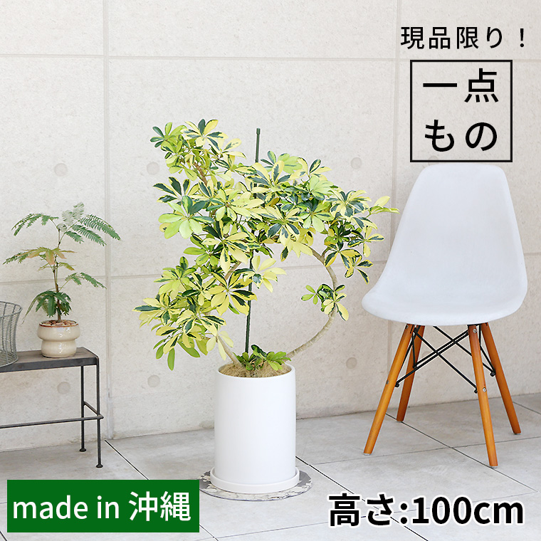 シェフレラ・ハッピーイエロー-005　陶器鉢植え・Ｌサイズ（マットシリーズ/ロングシリンダー）