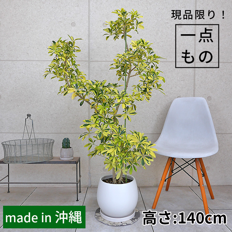 シェフレラ・ハッピーイエロー-006　陶器鉢植え・Lサイズ（マットシリーズ/ムーン）